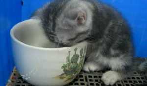 Söt kattunge som somnar i en te-kopp