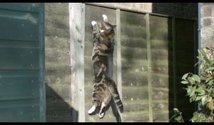 Anti gravitations katten!
