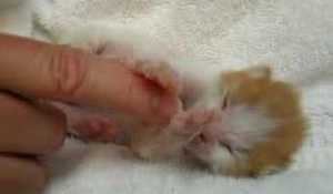 Världens sötaste nyfödda kattunge?
