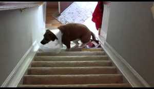Hund som har det svårt att gå i trappan