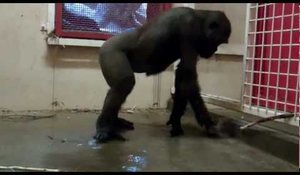 Breakdansande gorilla!