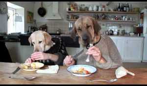 Två hundar som äter mat i en fullsmockad restaurang!