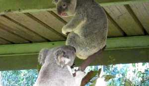 Koalor är sända från helvetet! (Lyssna!)