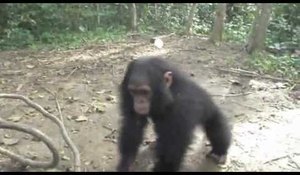 Söt apa som leker lite för mycket