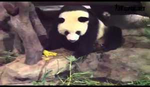 Panda som pissar på sin panda-kompis