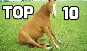 Top 10 roligaste hästarna 2016