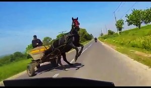 Galna hästar i trafiken